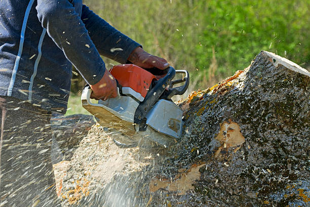 How Our Tree Care Process Works  in Schuylkill Haven, PA